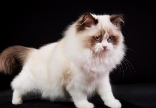 猫能喝新鲜椰子水吗