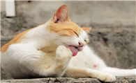 猫毛球症初期症状