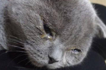 猫有一只眼睛流脓一样的眼屎