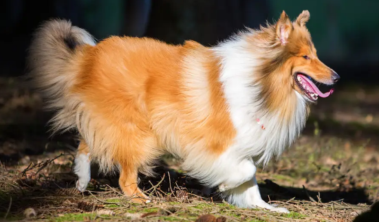 如何给柯利犬驱虫?这些方法不允许你还不知道! 如何给柯利犬驱虫?这些方法不允许你还不知道!