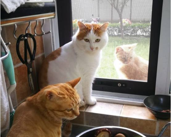 流浪猫隔玻璃看宠物猫,接着一幕让人忍不住掉眼泪:它也会羡慕啊 流浪猫隔玻璃看宠物猫,接着一幕让人忍不住掉眼泪:它也会羡慕啊