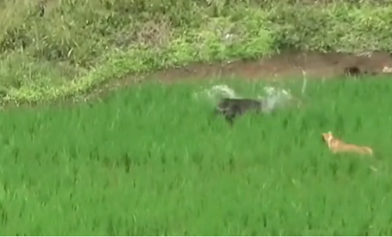 野猪破坏庄家,村民束手无策,最后全村汪汪队出动…… 野猪破坏庄家,村民束手无策,最后全村汪汪队出动……