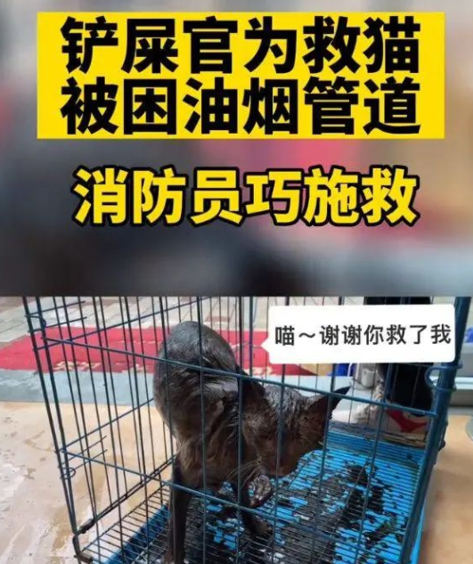 小伙爬入7米深的油管，营救掉落的猫咪：是真的很爱猫呀