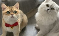猫需要打什么疫苗多大时候打疫苗