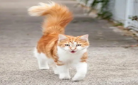 猫尾巴竖起来什么意思