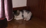猫咪躲在沙发底下不出来怎么办