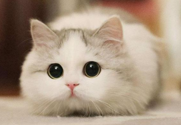 猫能吃蛋白粉吗有营养吗 猫能吃蛋白粉吗有营养吗