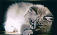 打完猫三联抗体检测有必要吗