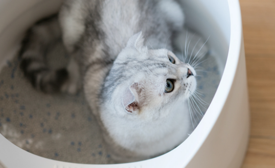 猫咪换新猫砂会有何反应 猫咪换新猫砂会有何反应