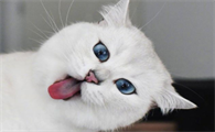 猫藓怎么治用什么药膏