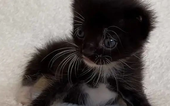 送来寄养的流浪猫,和家里的哈士奇形影不离,主人:这猫没法退啦 送来寄养的流浪猫,和家里的哈士奇形影不离,主人:这猫没法退啦