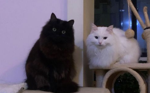 狮子猫是大型猫吗-宠物网