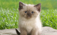 猫咪一般多少度觉得冷