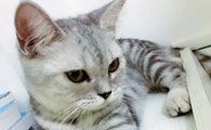 猫咪嗓子哑了怎么回事
