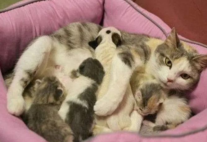 母猫几个月可以生小猫 母猫几个月可以生小猫