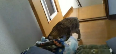 妹纸收养的猫有怪癖,每天叼玩偶去晒太阳,知道真相后令人泪目! 妹纸收养的猫有怪癖,每天叼玩偶去晒太阳,知道真相后令人泪目!