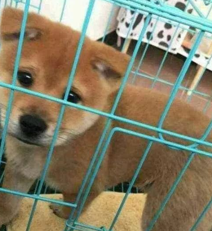 宠物店买的金毛，回家后总觉得不对劲