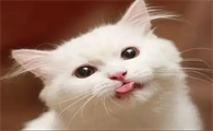 坐车猫吐舌头急促呼吸怎么办