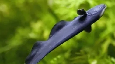 黑魔鬼不吃食是什么原因?快看看你做错没! 黑魔鬼不吃食是什么原因?快看看你做错没!