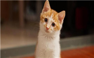 猫不能吃番茄吗