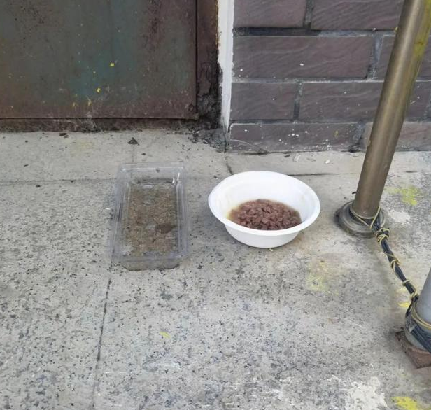 流浪小奶猫守护去世母猫,无助的样子让人心疼:我以后没有妈妈了 流浪小奶猫守护去世母猫,无助的样子让人心疼:我以后没有妈妈了