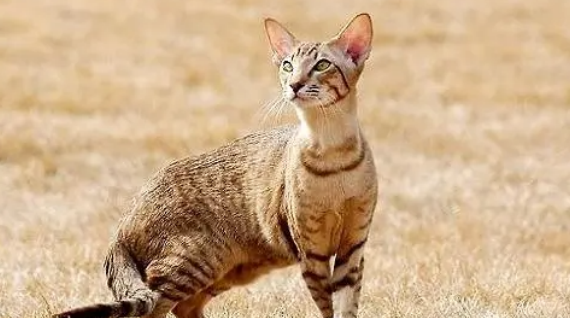 埃及猫和狸花猫的区别