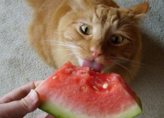 一个月的小猫咪可以吃西瓜吗 一个月的小猫咪可以吃西瓜吗