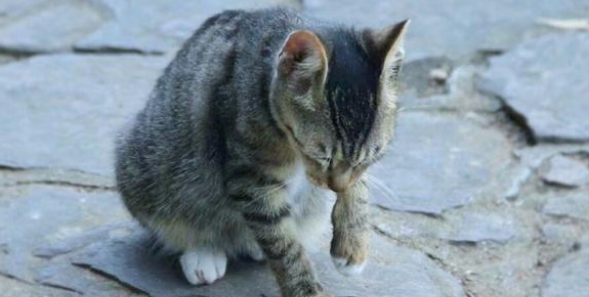 猫为什么喜欢吃壁虎 猫为什么喜欢吃壁虎