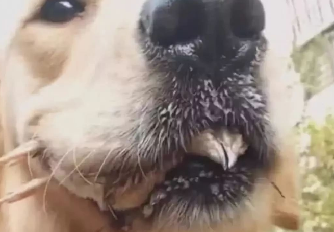 远见金毛嘴里叼着东西，主人上前仔细一看，看清后想暴打金毛一顿