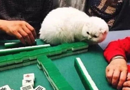 女子打麻将带着猫咪,猫咪总是帮女子出谋划策,别人都不愿意了 女子打麻将带着猫咪,猫咪总是帮女子出谋划策,别人都不愿意了