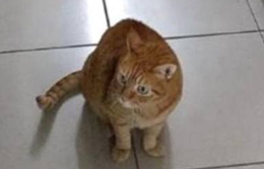 主人弄丢猫咪急哭，好心喂食流浪黑猫，却意外找到线索