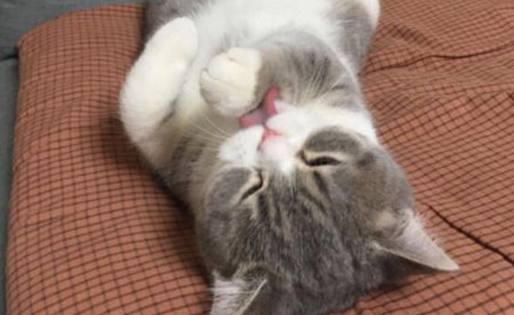 三个月的小猫可以吃零食吗 三个月的小猫可以吃零食吗