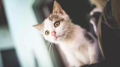 猫叫像小孩哭一样是怎么回事 猫叫像小孩哭一样是怎么回事