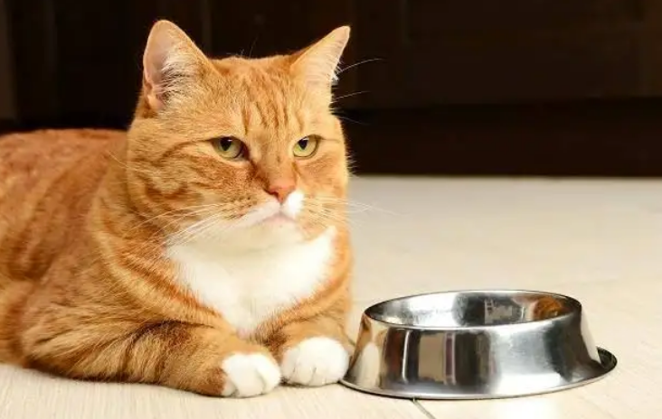 猫咪饿一两天可以吗