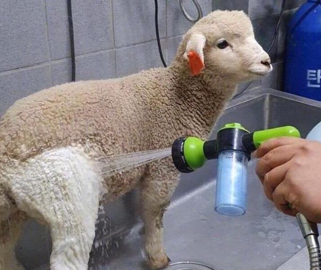 绵羊第一次去洗澡，洗完后铲屎官直言要加钱：真是难为人家了