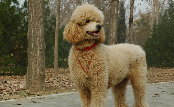巨型贵宾犬一般卖多少钱一只？
