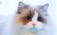 猫咪一直发出咕噜咕噜的声音