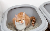 多久换一次猫砂清理一次猫砂盆