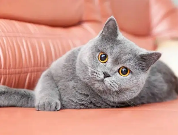 养英短猫最忌讳什么