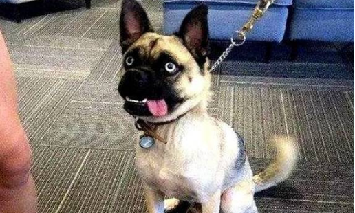 二哈把巴哥犬办了,生下的崽丑哭了,狗狗:长成这样是我的错吗? 二哈把巴哥犬办了,生下的崽丑哭了,狗狗:长成这样是我的错吗?