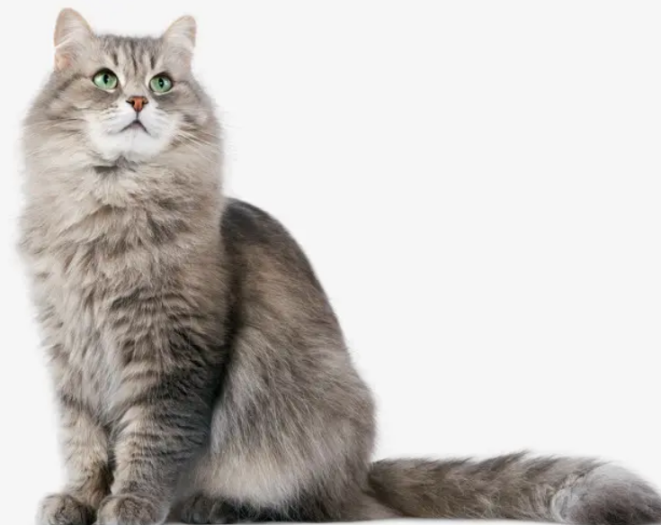 猫咪吃了壁虎怎么办