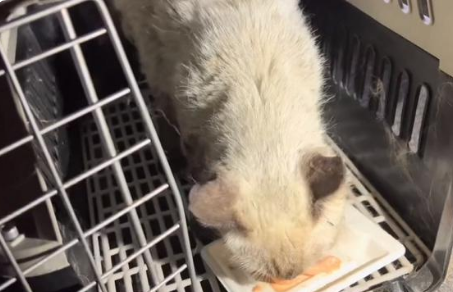 口炎加杯状，被抛弃的暹罗猫经历2个月的流浪后，满是无助和孤独
