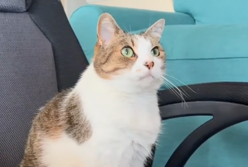 妹纸领养一只11岁老猫，却没想到它竟有这癖好..