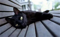 玄猫和孟买猫怎么区分