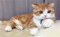 猫呕吐是什么原因引起,应服那种地药