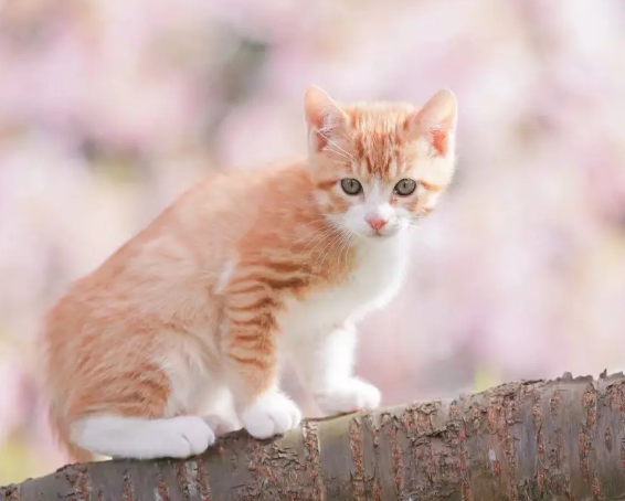 猫咪吐出黄黄的东西