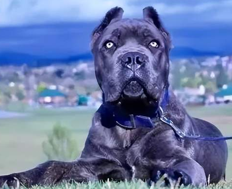 12种超稀有的狗狗品种,格陵兰犬名列其中! 12种超稀有的狗狗品种,格陵兰犬名列其中!