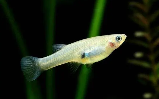 食蚊鱼和什么鱼混养好？不清楚的快来看看！