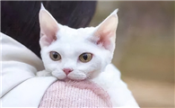 德文卷毛猫体味大吗