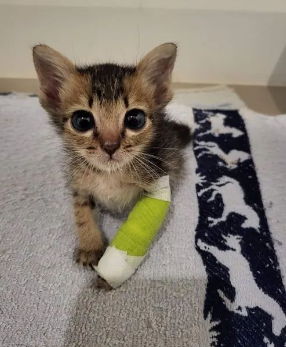 猫脚受伤，铲屎官给它包扎好后，怎么感觉有点可爱？！